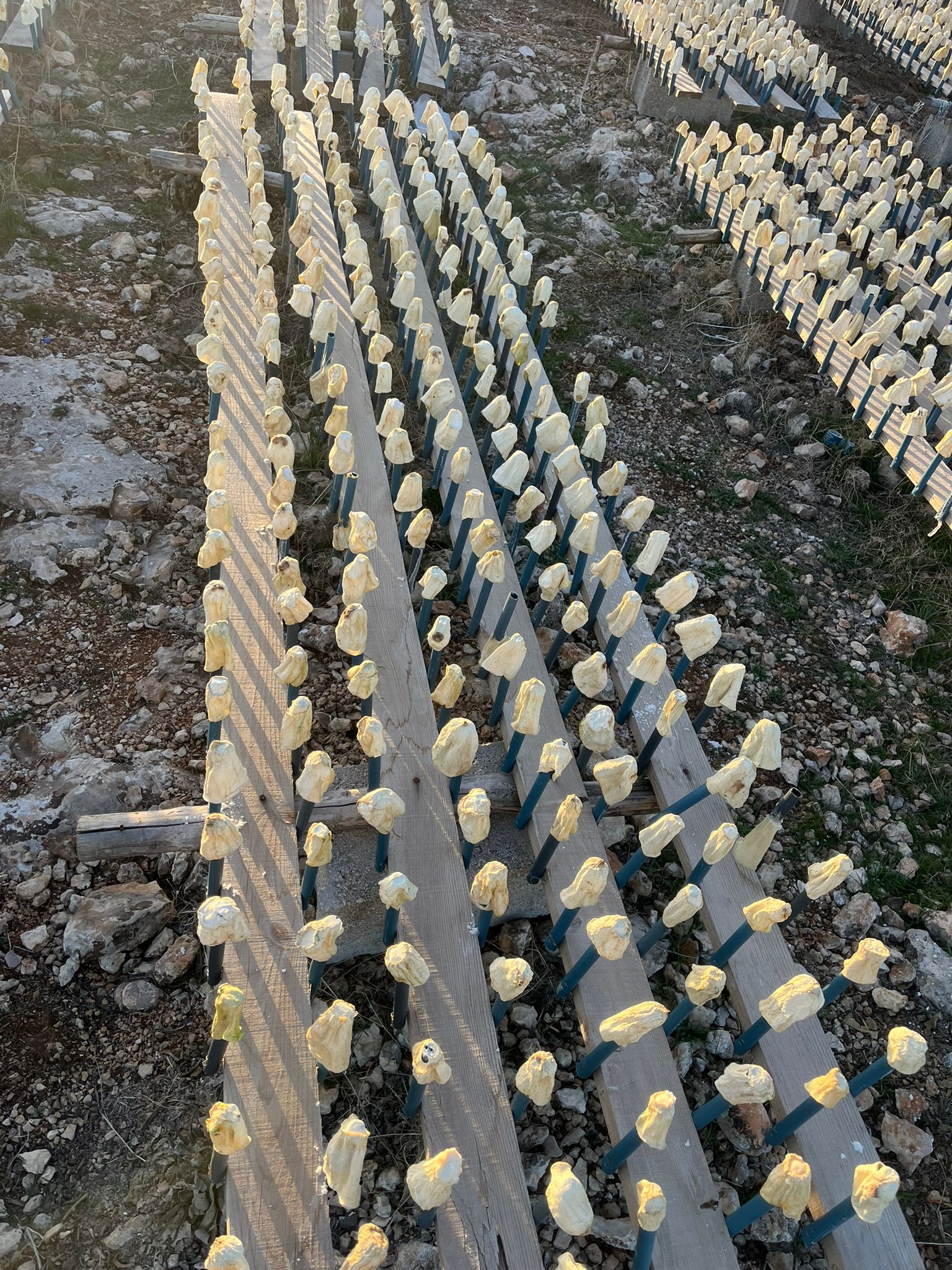 Kurutmalık Kabaklarımız